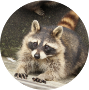 アライグマの写真